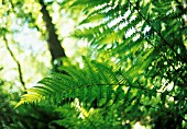 ATHYRIUM - VARIEY NOT IDENTIFIED, FERN - LADY FERN