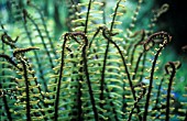 DRYOPTERIS WALLICHIANA, FERN - WALLICH’S WOOD FERN