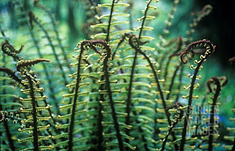 DRYOPTERIS_WALLICHIANA_FERN__WALLICHS_WOOD_FERN