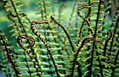 DRYOPTERIS WALLICHIANA, FERN - WALLICH’S WOOD FERN