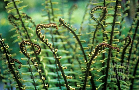 DRYOPTERIS_WALLICHIANA_FERN__WALLICHS_WOOD_FERN