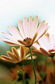 OSTEOSPERMUM ‘PAINTED LADY’, OSTEOSPERMUM