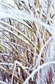 CAREX BUCHANANII, SEDGE