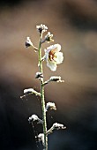 VERBASCUM, VERBASCUM