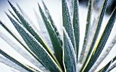 YUCCA GLORIOSA VARIEGATA, YUCCA