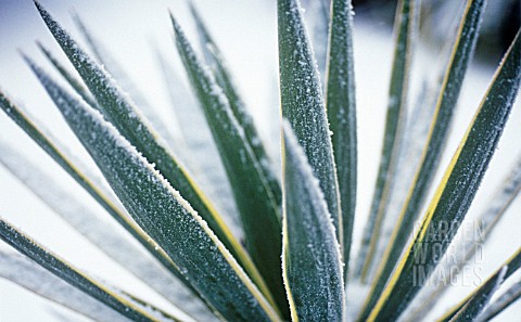 YUCCA_GLORIOSA_VARIEGATA_YUCCA