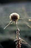 ECHINOPS, GLOBE THISTLE