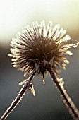 ECHINOPS, GLOBE THISTLE