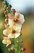 VERBASCUM COTSWOLD BEAUTY, VERBASCUM, MULLEIN