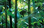 PHYLLOSTACHYS NIGRA, BAMBOO - BLACK BAMBOO