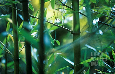 PHYLLOSTACHYS_NIGRA_BAMBOO__BLACK_BAMBOO