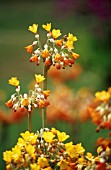 PRIMULA CANDELABRA, PRIMULA, PRIMROSE - CANDELABRA PRIMROSE