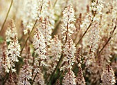 TIARELLA CORDIFOLIA, FOAMFLOWER