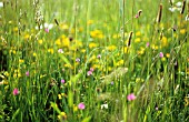 WILD FLOWER MEADOW