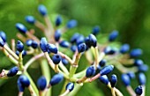 VIBURNUM DAVIDII, VIBURNUM