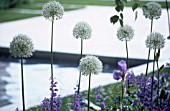 ALLIUM ‘MOUNT EVEREST’, ALLIUM