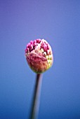 ALLIUM HOLLANDICUM PURPLE SENSATION, ALLIUM