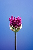 ALLIUM HOLLANDICUM PURPLE SENSATION, ALLIUM