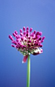 ALLIUM HOLLANDICUM PURPLE SENSATION, ALLIUM