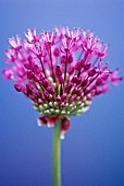 ALLIUM HOLLANDICUM PURPLE SENSATION, ALLIUM