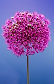 ALLIUM HOLLANDICUM PURPLE SENSATION, ALLIUM