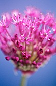 ALLIUM HOLLANDICUM PURPLE SENSATION, ALLIUM