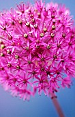 ALLIUM HOLLANDICUM PURPLE SENSATION, ALLIUM