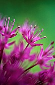 ALLIUM HOLLANDICUM PURPLE SENSATION, ALLIUM