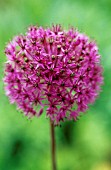 ALLIUM HOLLANDICUM PURPLE SENSATION, ALLIUM