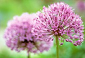 ALLIUM ROSENBACHIANUM, ALLIUM