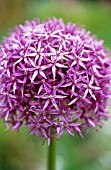 ALLIUM ROSENBACHIANUM, ALLIUM