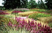 ASTILBE, ASTILBE