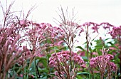 MISCANTHUS SINENSIS, MISCANTHUS, CHINESE SILVER GRASS