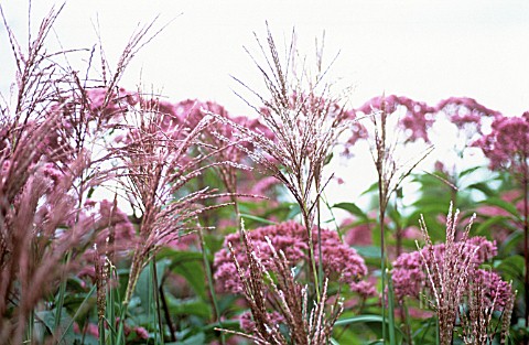 MISCANTHUS_SINENSIS_MISCANTHUS_CHINESE_SILVER_GRASS