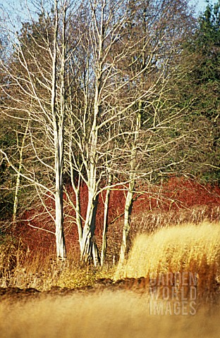 WINTER__WOODLAND_COLOUR