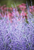 PEROVSKIA BLUE SPIRE, RUSSIAN SAGE