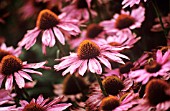 ECHINACEA PURPUREA, ECHINACEA, PURPLE CONEFLOWER