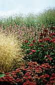 SEDUM SPECTABILIS, ICE PLANT