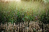 MOLINIA CAERULEA TRANSPARENT, PURPLE MOOR GRASS