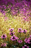 MONARDA, BERGAMOT - MONARDA