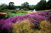 MONARDA, BERGAMOT - MONARDA