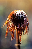 MONARDA, BERGAMOT - MONARDA