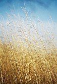 MOLINIA CAERULEA TRANSPARENT, PURPLE MOOR GRASS