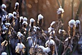 ERYNGIUM GIGANTEUM MISS WILMOTTS GHOST, SEA HOLLY - MISS WILMOTTS GHOST