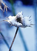 ERYNGIUM GIGANTEUM MISS WILMOTTS GHOST, SEA HOLLY - MISS WILMOTTS GHOST