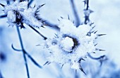 ERYNGIUM GIGANTEUM MISS WILMOTTS GHOST, SEA HOLLY - MISS WILMOTTS GHOST