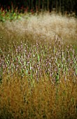 PERSICARIA AMPLEXICAULIS ‘ROSEA’, BISTORT