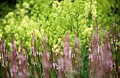 PERSICARIA AMPLEXICAULIS ‘ROSEA’, BISTORT