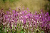 PERSICARIA AMPLEXICAULIS ‘ROSEA’, BISTORT