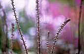 CIMICIFUGA SIMPLEX BRUNETTE, BUGBANE, COHOSH